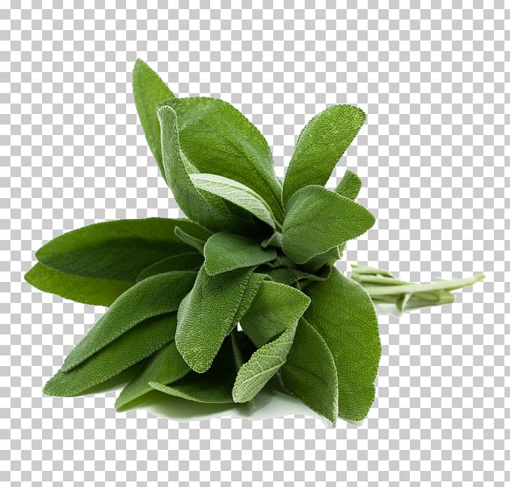French Fries Common Sage Herb Food Basil PNG, Clipart, Basil, Common Sage, Cooking, Essential Oil, Flavor Free PNG Download