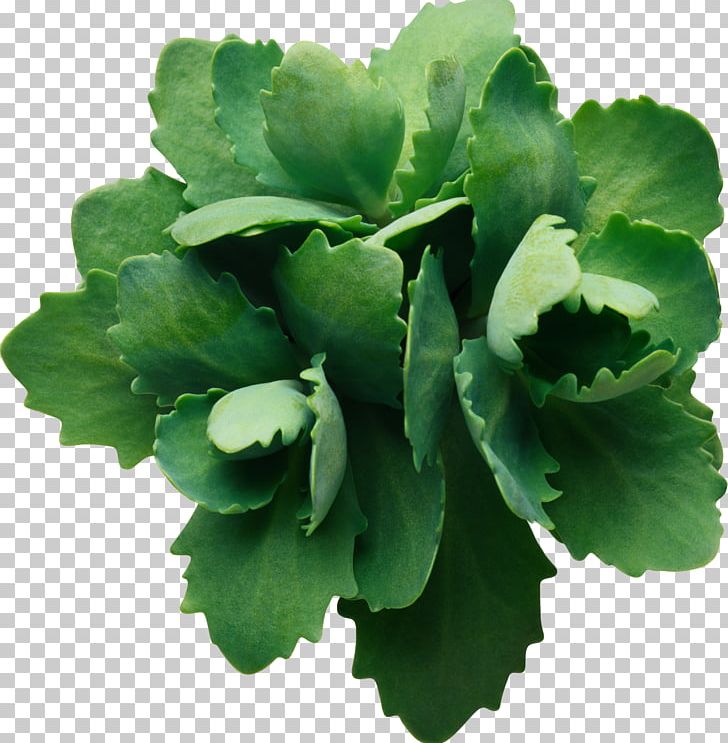 Leaf Green PNG, Clipart, Annual Plant, Clipping Path, Desktop Wallpaper, Free, Green Free PNG Download