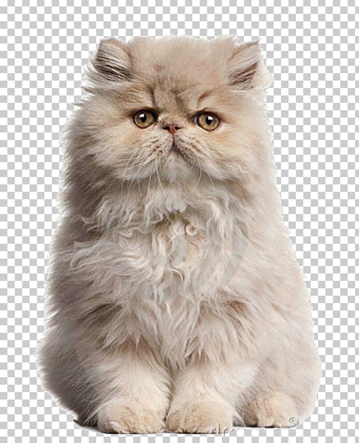 Persian Cat Kitten Siamese Cat Exotic Shorthair Birman PNG, Clipart, Animals, Asian Semi Longhair, Birman, Breed, British Semi Longhair Free PNG Download