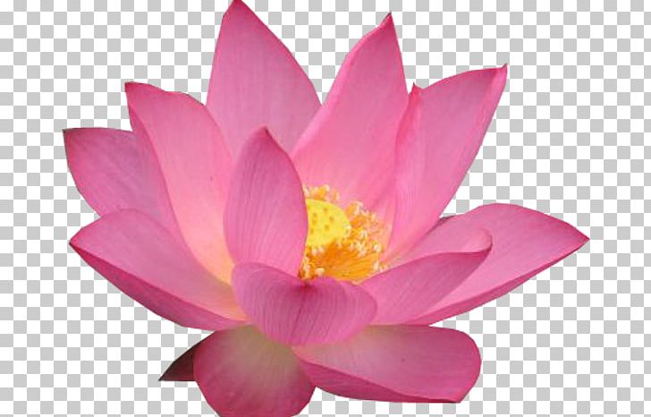 Pink M MTN Group RTV Pink Lotus-m PNG, Clipart, Aquatic Plant, Flower, Flowering Plant, Flowers, Lotus Free PNG Download