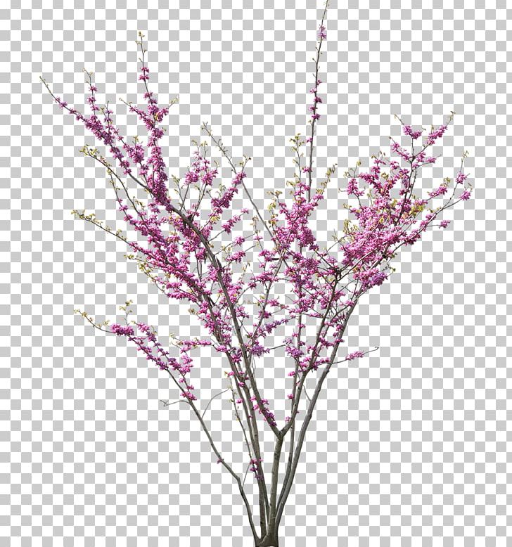Tree Cercis Siliquastrum Flower Blossom PNG, Clipart, Blossom, Blossom Tree, Branch, Cercis Siliquastrum, Cherry Blossom Free PNG Download