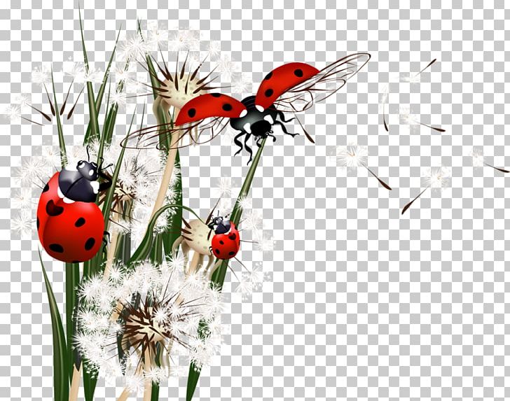 Common Dandelion Insect Ladybird Euclidean PNG, Clipart, Black Dandelion, Cartoon, Computer Wallpaper, Dandelion, Dandelion Flower Free PNG Download
