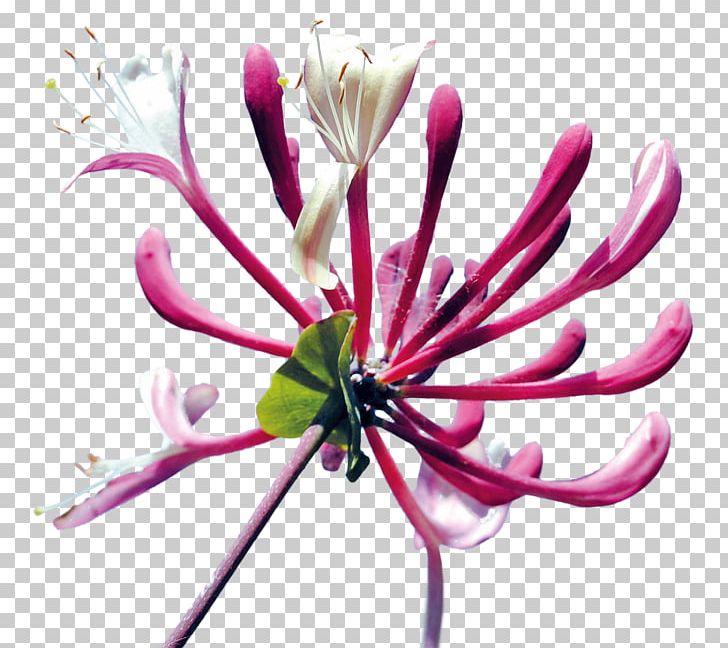 Cut Flowers Honeysuckle Bud Plant PNG, Clipart, Blossom, Branch, Bud, Bud Plant, Cut Flowers Free PNG Download