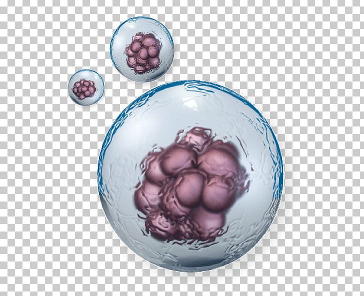 Stem Cell Stem-cell Therapy Cellular Differentiation Biology PNG, Clipart, Biolegend, Biology, Cell, Cell Growth, Cell Membrane Free PNG Download