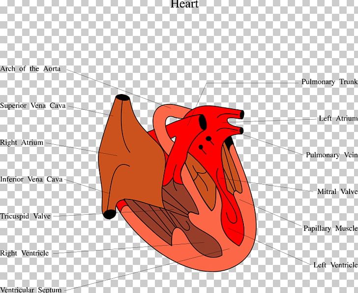Diastolic Heart Failure Cardiology Diastole Ventricle PNG, Clipart, Blood, Brand, Cardiac Muscle, Cardiology, Diastole Free PNG Download