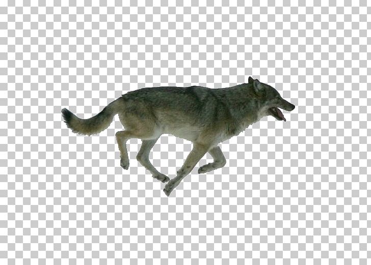 Dog Isle Royale Arctic Wolf Wolf Walking Moose PNG, Clipart, Animals, Animation, Arctic Wolf, Black Wolf, Carnivoran Free PNG Download