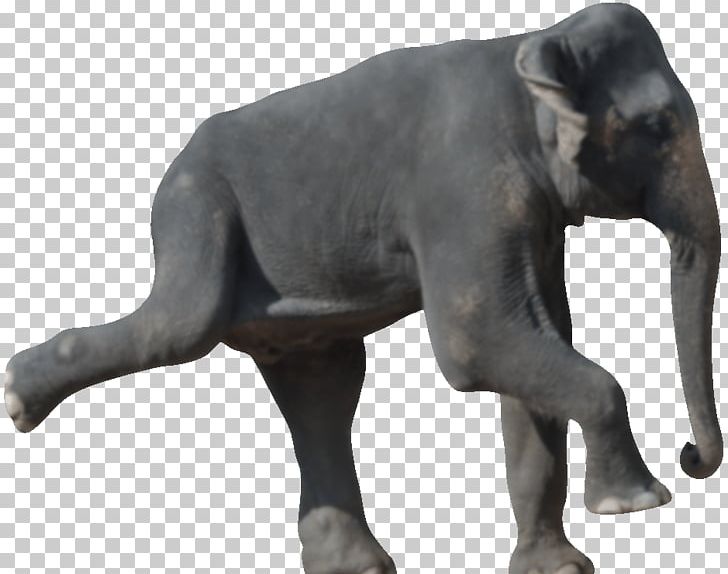 Indian Elephant African Elephant Die 50 Besten Bewegungsspiele Für Senioren Wildlife Terrestrial Animal PNG, Clipart, African Elephant, Animal, Elephant, Elephants And Mammoths, Highway M04 Free PNG Download
