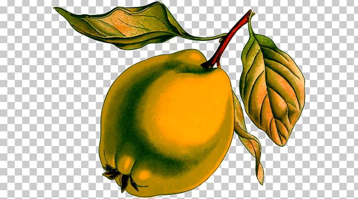 Pear Quince Drawing PNG, Clipart, Drawing, Food, Fruit, Fruit Nut, Fruit Tree Free PNG Download