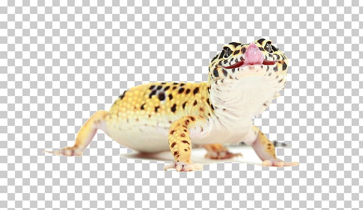Reptile Common Leopard Gecko Lizard Photography PNG, Clipart, Animal, Animation, Anime Character, Anime Eyes, Anime Girl Free PNG Download