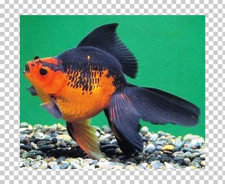 Ryukin Veiltail Ranchu Common Goldfish Feeder Fish PNG, Clipart, Animals, Aquarium, Aquariums, Bony Fish, Breed Free PNG Download