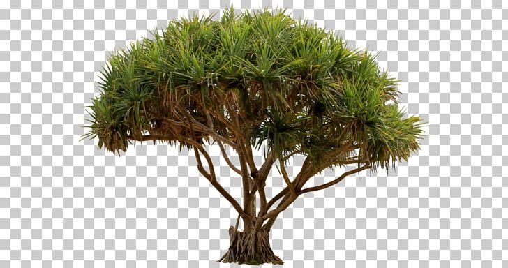 Tree Garden Evergreen Shrub PNG, Clipart, Bonsai, Branch, Capitata Group, Cari, Cordyline Australis Free PNG Download