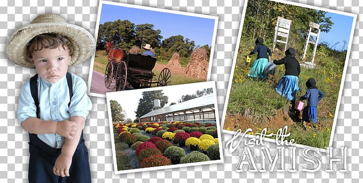 Tree Vacation Tourism Collage Amish PNG, Clipart, Amish, Collage, Community, Grass, Nature Free PNG Download