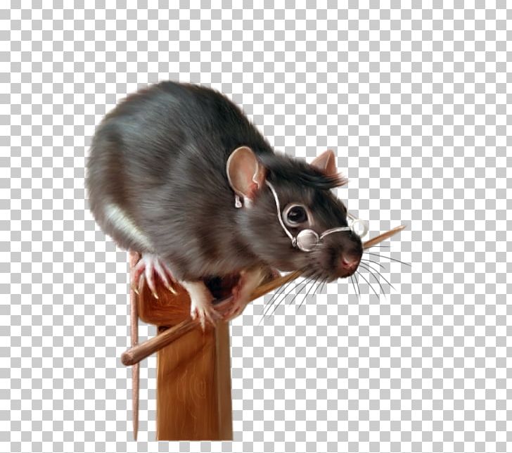 Krysa Painting Black Rat Fancy Rat Rodent PNG, Clipart, African Wild Dog, Animal, Art, Black Rat, Dormouse Free PNG Download