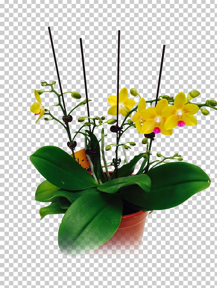 Moth Orchids Floral Design Cut Flowers Flowerpot Plant Stem PNG, Clipart, Art, Cut Flowers, Floral Design, Floristry, Flower Free PNG Download