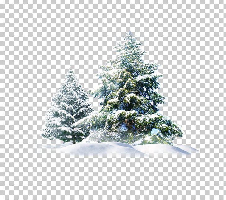 Polar Bear Snow Pine PNG, Clipart, Christmas Decoration, Christmas Elements, Christmas Frame, Christmas Lights, Christmas Ornament Free PNG Download