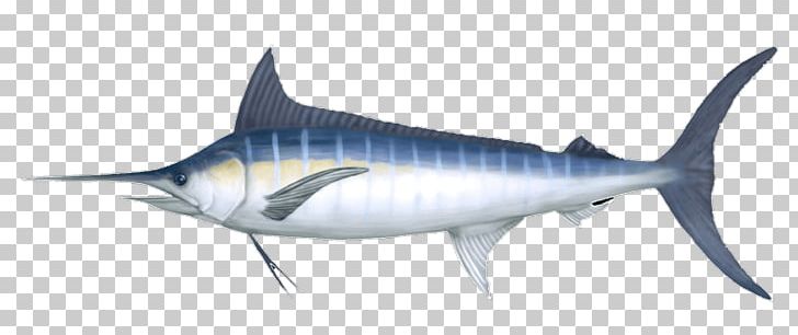 Swordfish Marlin Fishing Shark PNG, Clipart, Albacore, Billfish, Bony Fish, Carcharhiniformes, Cartilaginous Fish Free PNG Download