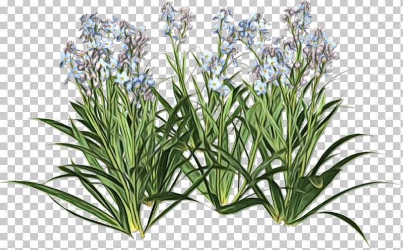 Rosemary PNG, Clipart, Flower, Grass, Herb, Houseplant, Paint Free PNG Download