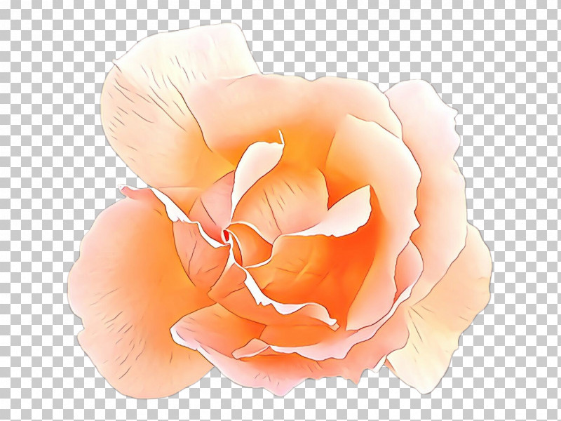 Garden Roses PNG, Clipart, Camellia, Closeup, Cut Flowers, Floribunda, Flower Free PNG Download
