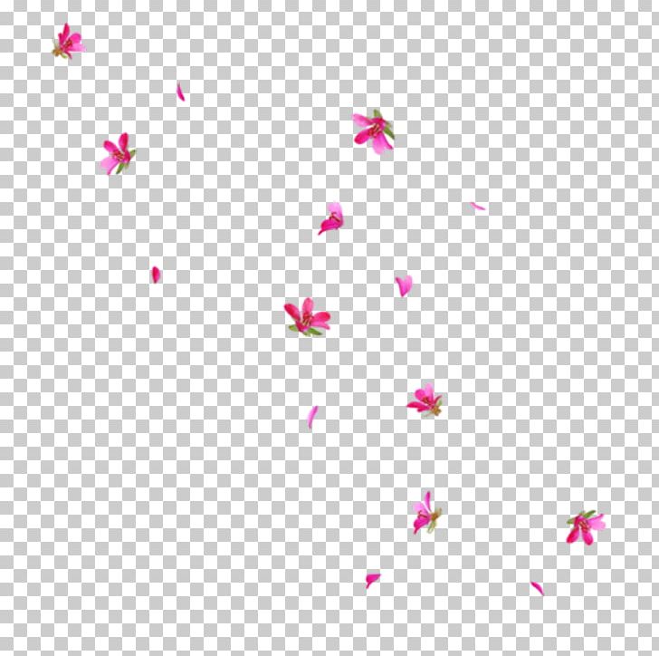 Flower Petal Blossom PNG, Clipart, Blossom, Cherry Blossom, Computer Wallpaper, Desktop Wallpaper, Drawing Free PNG Download