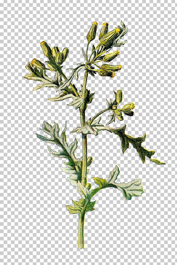 Plant Senecio Vulgaris Stinking Willie Galeopsis Tetrahit Flower PNG, Clipart, Alchemilla Mollis, Blossom, Branch, Flower, Flowering Plant Free PNG Download
