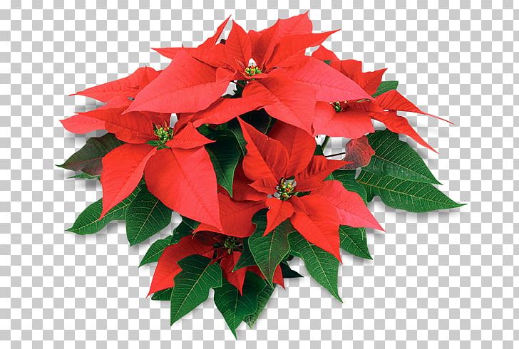 Poinsettia Houseplant Flower Christmas PNG, Clipart, Annual Plant, Arama, Bud, Cay, Christmas Free PNG Download