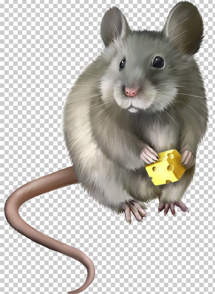 Rat Mouse Rodent PNG, Clipart, Animal, Animal Illustration, Animals, Cartoon, Cartoon Animals Free PNG Download