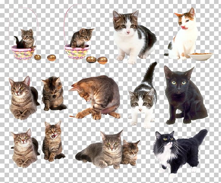Cat Kitten PNG, Clipart, Animal, Animals, Carnivoran, Cat, Cat Like Mammal Free PNG Download