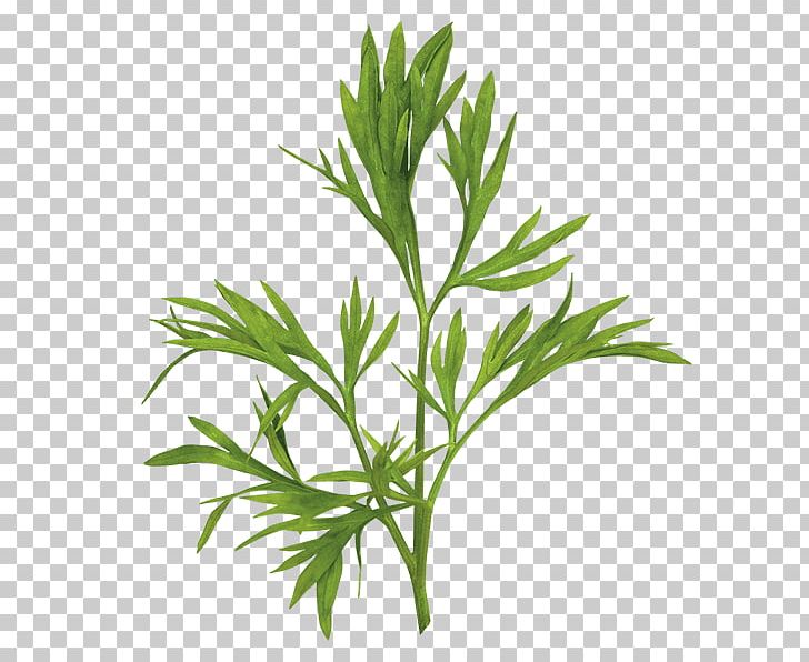 Herb Leaf Vegetable Coriander Confetti PNG, Clipart, Branch, Carrot, Confetti, Coriander, Eating Free PNG Download