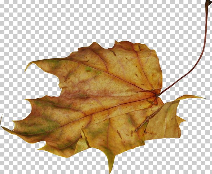 Leaf PNG, Clipart, Download, Leaf, Leaves, Liveinternet, Maple Leaf Free PNG Download