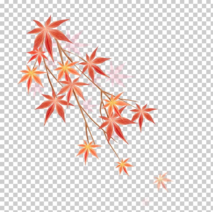 Maple Leaf Illustration PNG, Clipart, Adobe Illustrator, Autumn Leaf, Cartoon, Download, Encapsulated Postscript Free PNG Download
