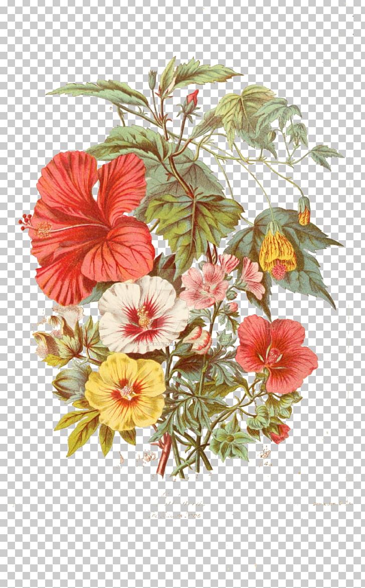 Rosemallows Botanical Illustration Botany Flower PNG, Clipart, Botanical Illustration, Botany, Drawing, Flora, Floral Design Free PNG Download