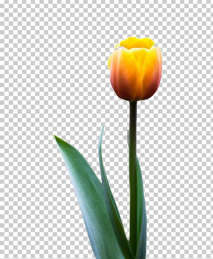 Tulip Flower PNG, Clipart, Computer Wallpaper, Cut Flower, Decoration, Download, Flower Free PNG Download