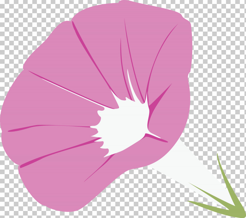 Morning Glory Flower PNG, Clipart, Evening Primrose Family, Flower, Herbaceous Plant, Leaf, Magenta Free PNG Download