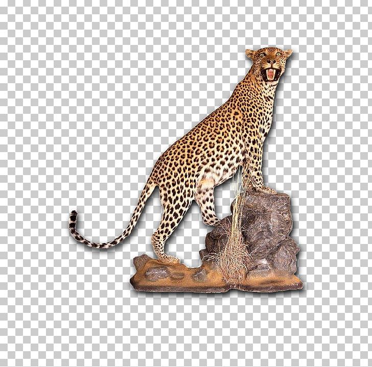 Cheetah Leopard Taxidermy Skull Mounts Tanning PNG, Clipart, African Leopard, Animal Figure, Big Cat, Big Cats, Carnivoran Free PNG Download
