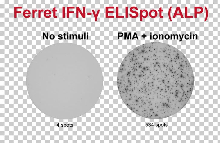 ELISPOT Granzyme Assay B Cell T Cell PNG, Clipart, Antibody, Antigen, Area, Assay, B Cell Free PNG Download