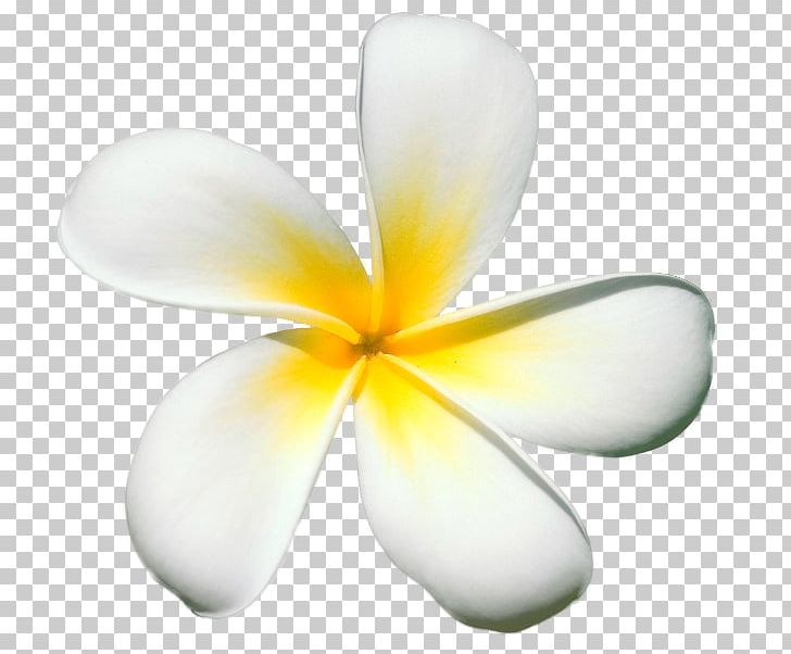 Petal Frangipani Flower Plant PNG, Clipart, Computer, Desktop Wallpaper, Flower, Flowering Plant, Frangipane Free PNG Download