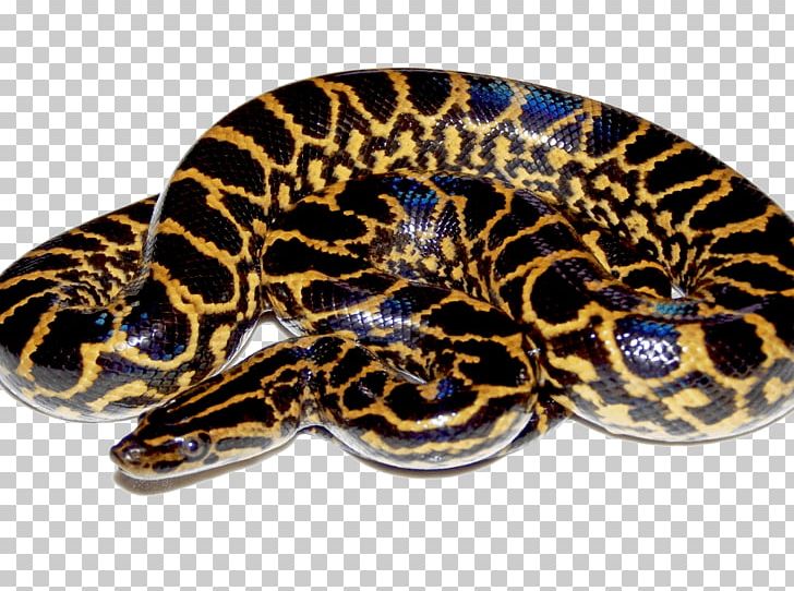 Snake Green Anaconda Desktop PNG, Clipart, Anaconda, Animals, Boas, Computer Icons, Desktop Wallpaper Free PNG Download