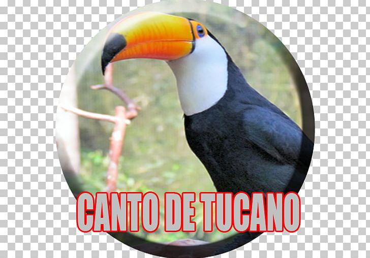 Toucan Advertising Beak Hornbill PNG, Clipart, Advertising, Apk, App, Beak, Bird Free PNG Download