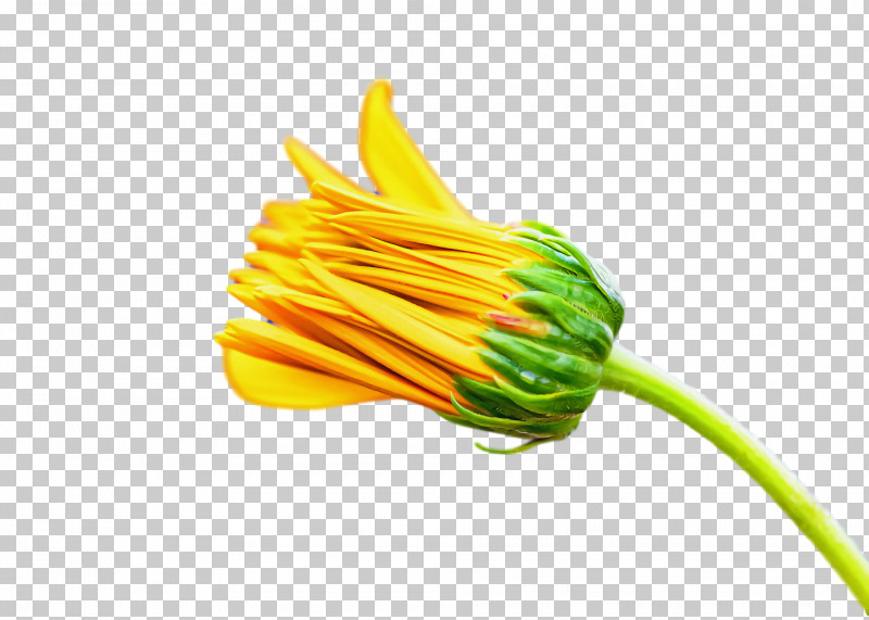 Vegetable Yellow Flower PNG, Clipart, Flower, Vegetable, Yellow Free PNG Download