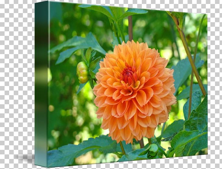 Dahlia Flower Tuber Lilium PNG, Clipart, Annual Plant, Art, Bulb, Dahlia, Daisy Family Free PNG Download