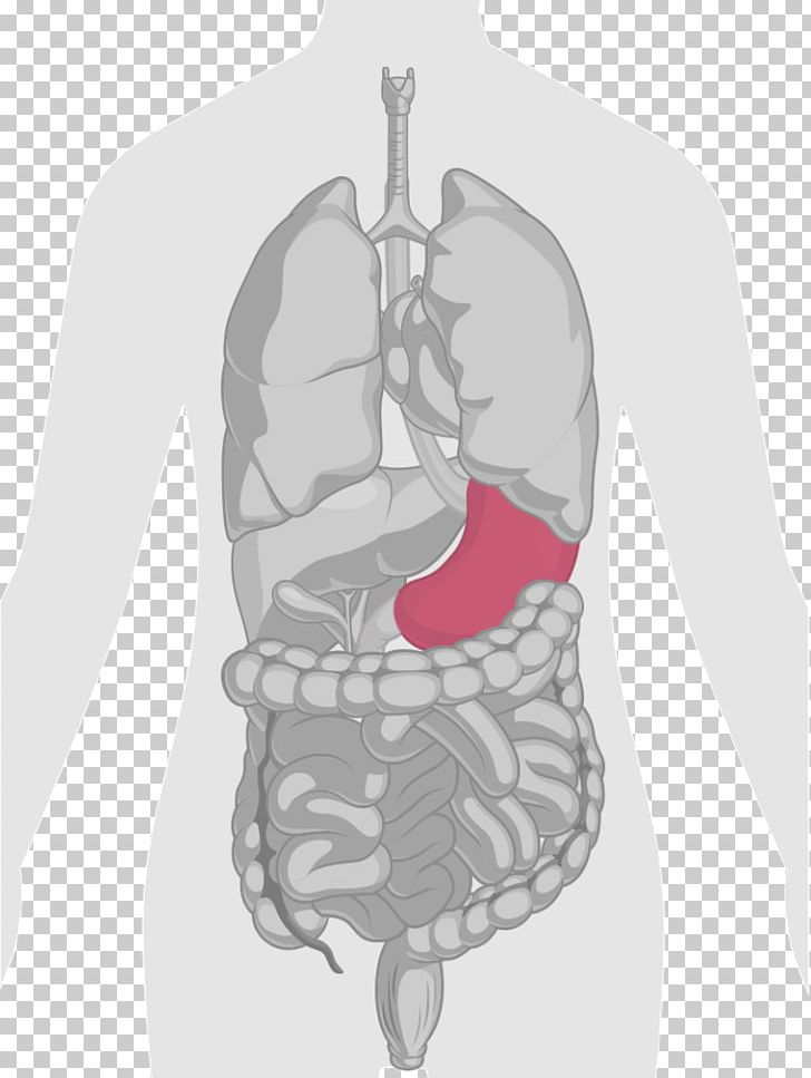 Human Body Liver Gastrointestinal Tract Anatomy PNG, Clipart, Abdomen, Anatomy, Arm, Biology, Digestion Free PNG Download