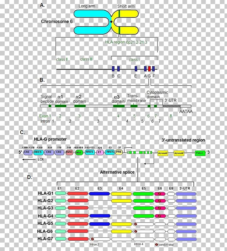 Human Leukocyte Antigen HLA-G MHC Class I Gene PNG, Clipart, Angle, Antibody, Antigen, Area, Diagram Free PNG Download