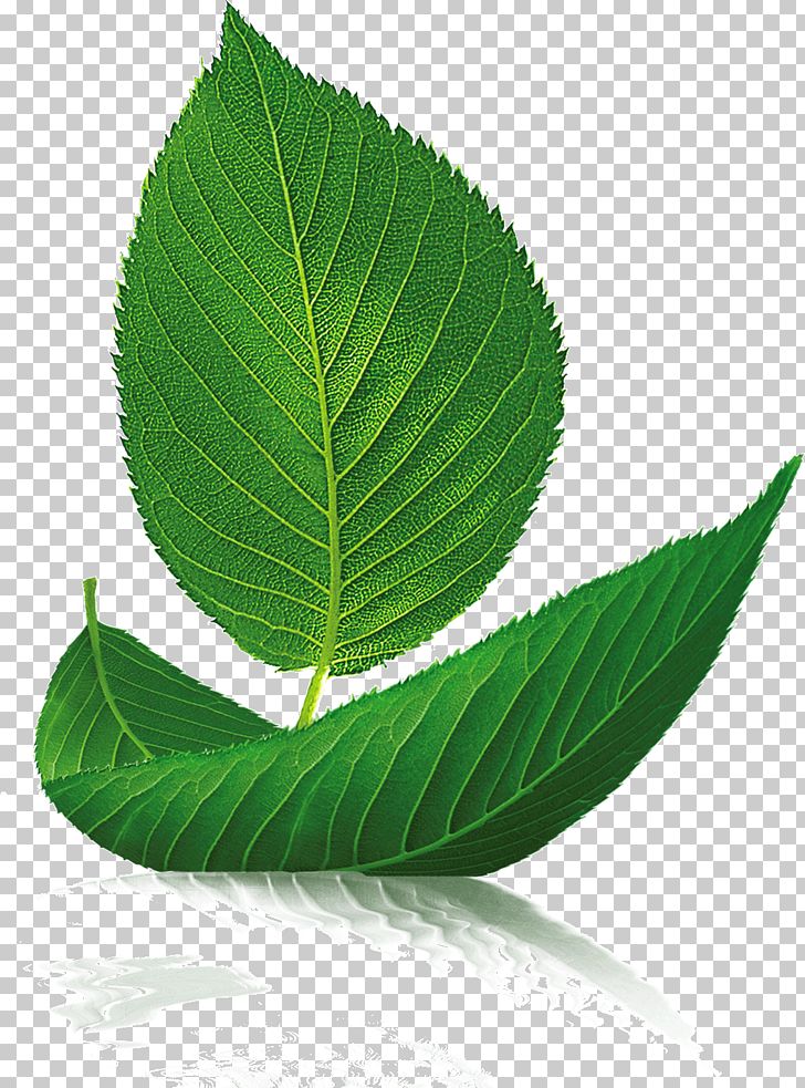 Leaf Boat Tree Euclidean PNG, Clipart, Background Green, Bay Laurel, Blade, Boat, Branch Free PNG Download