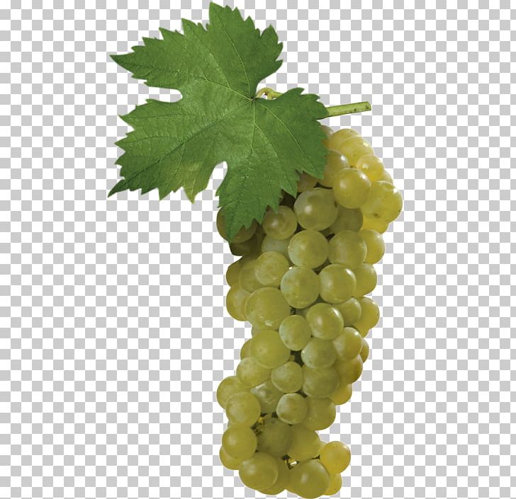 Sultana Muscat Blanc à Petits Grains Müller-Thurgau Wine PNG, Clipart, Chardonnay, Common Grape Vine, Cultivar, Food, Food Drinks Free PNG Download
