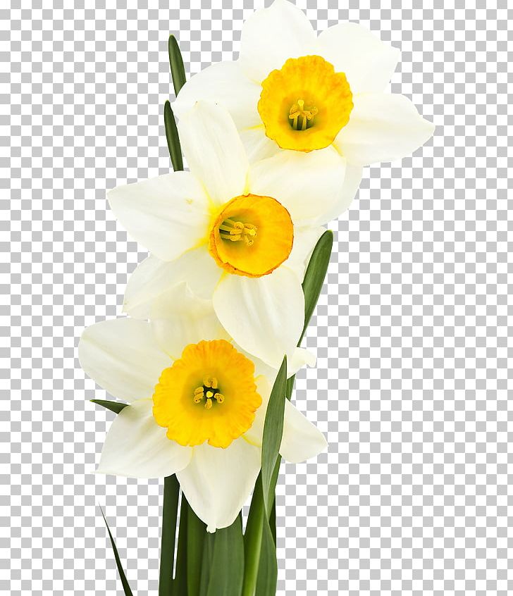 White Bunch-flowered Daffodil Yellow Green PNG, Clipart, Amaryllis Family, Autumn, Color, Cut Flowers, Daffodil Free PNG Download