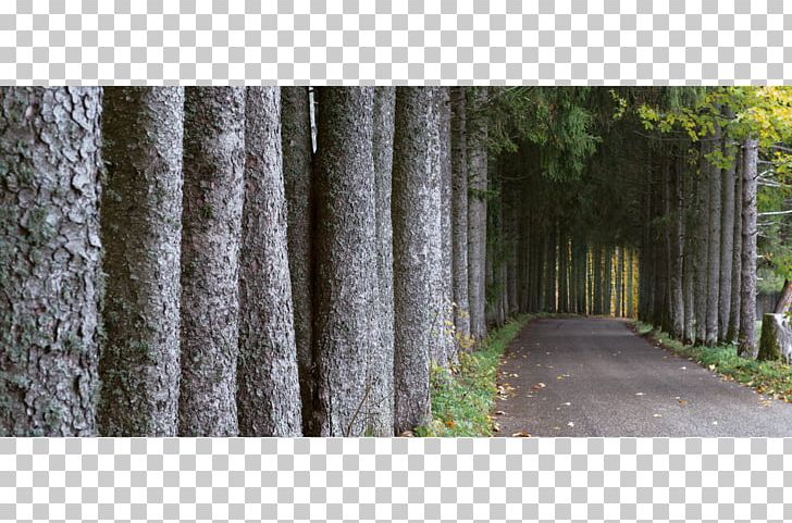 Chézard-Saint-Martin Tree Avenue Norway Spruce /m/083vt PNG, Clipart, Avenue, Fir, Forest, Grass, Light Free PNG Download