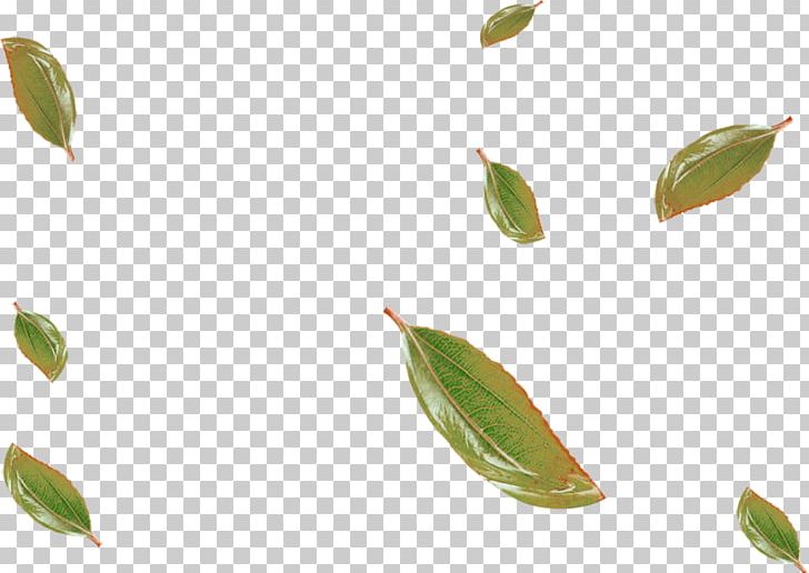 Leaf PNG, Clipart, Background Green, Clip Art, Deciduous, Down, Download Free PNG Download
