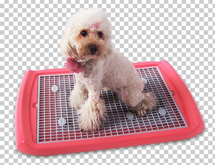 Miniature Poodle Schnoodle Cockapoo Puppy Bedding PNG, Clipart, Animal, Animals, Bedding, Canis, Cat Free PNG Download