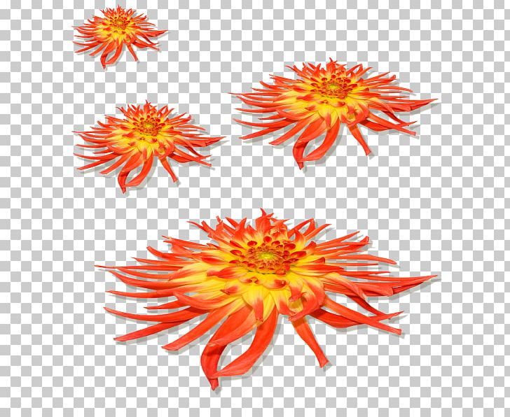 Petal Flower PNG, Clipart, Blog, Chrysanths, Cut Flowers, Dahlia, Daisy Family Free PNG Download