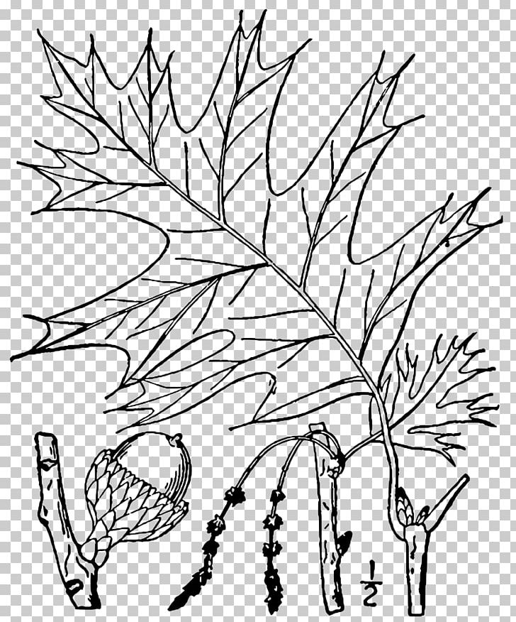 Plant Stem Leaf Root Plant Anatomy PNG, Clipart, Artwork, Ash, Black And White, Black Oak, Botany Free PNG Download